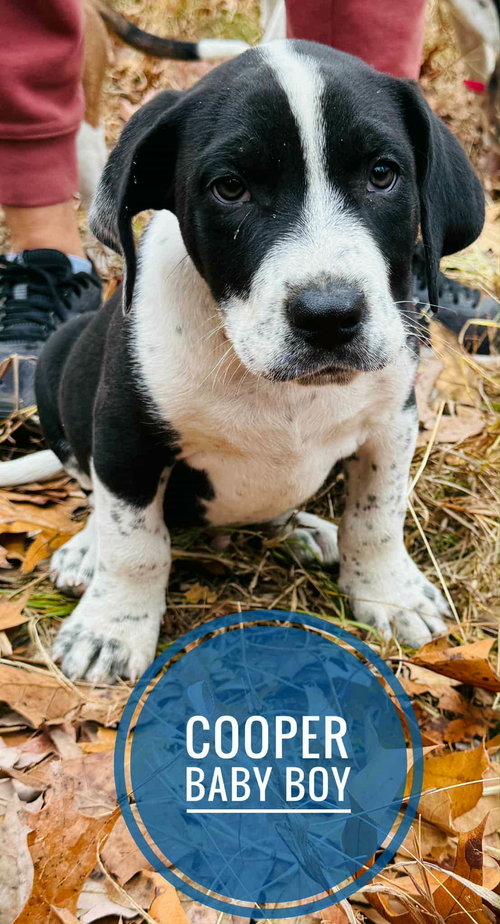 Cooper