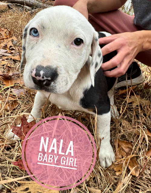 Nala
