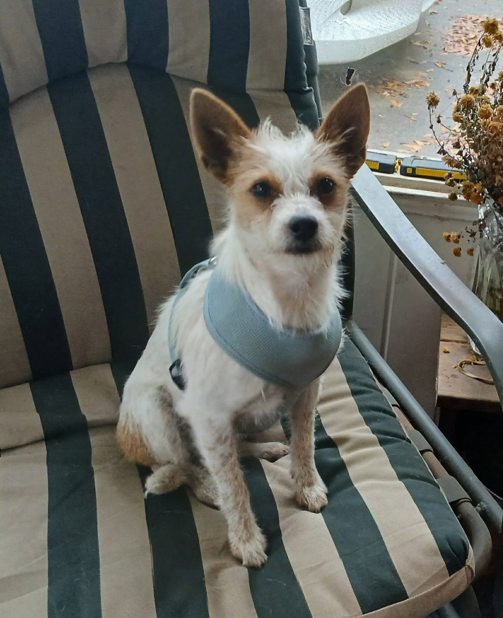 Chien Rizzy Ritz *'s Web Page