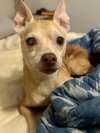 Old Man Jones (Chip)