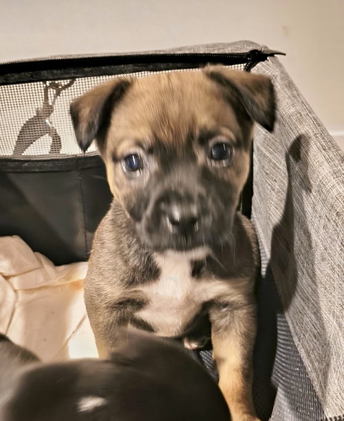 Mia