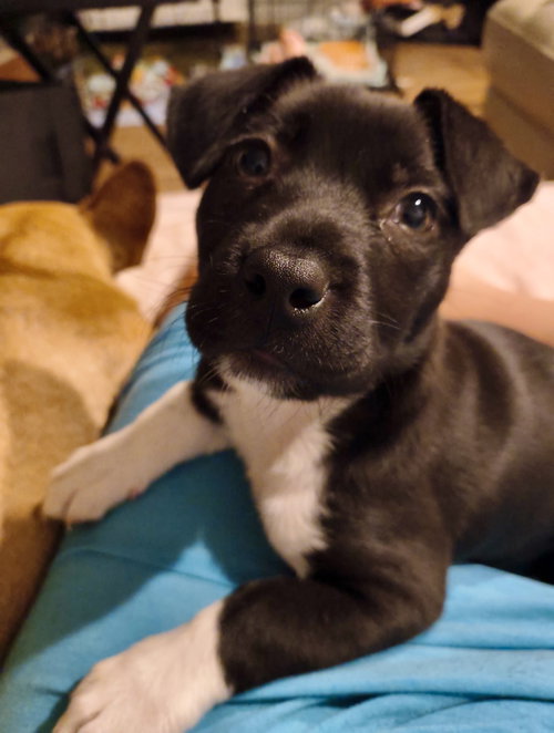 Maya *