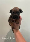 Milo