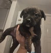 Milo