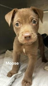 Moose