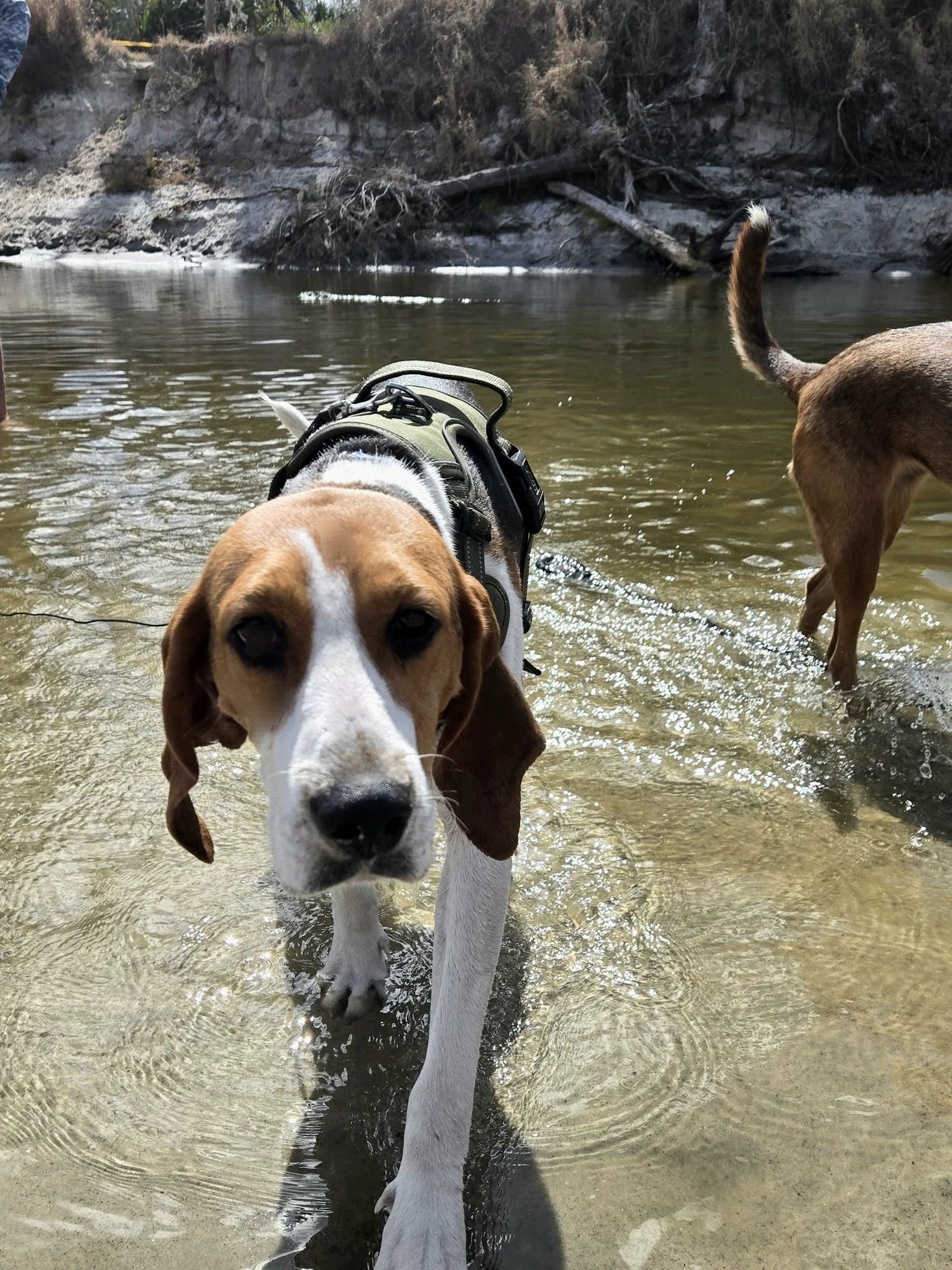 Hound