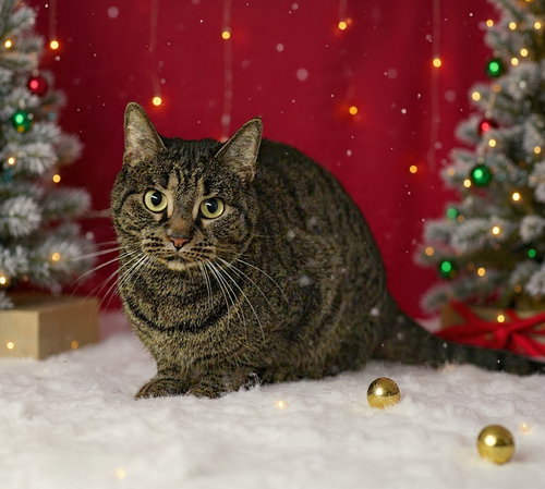 INFINITY * - Tabby available for adoption