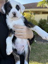 Kona *