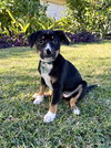Kaya