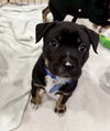 Koko