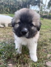 Peanut