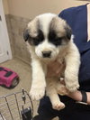 Piper