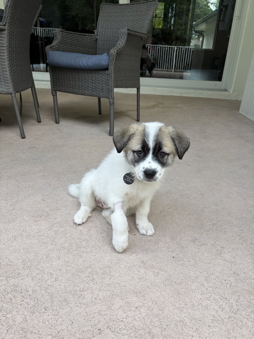 Piper
