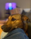 Remi (Remoulade)