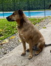 Remi (Remoulade)