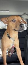 Scooby