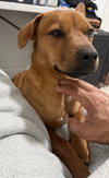 Scooby