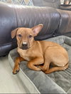 Scooby *