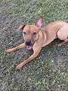 Scooby *