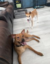 Scooby *