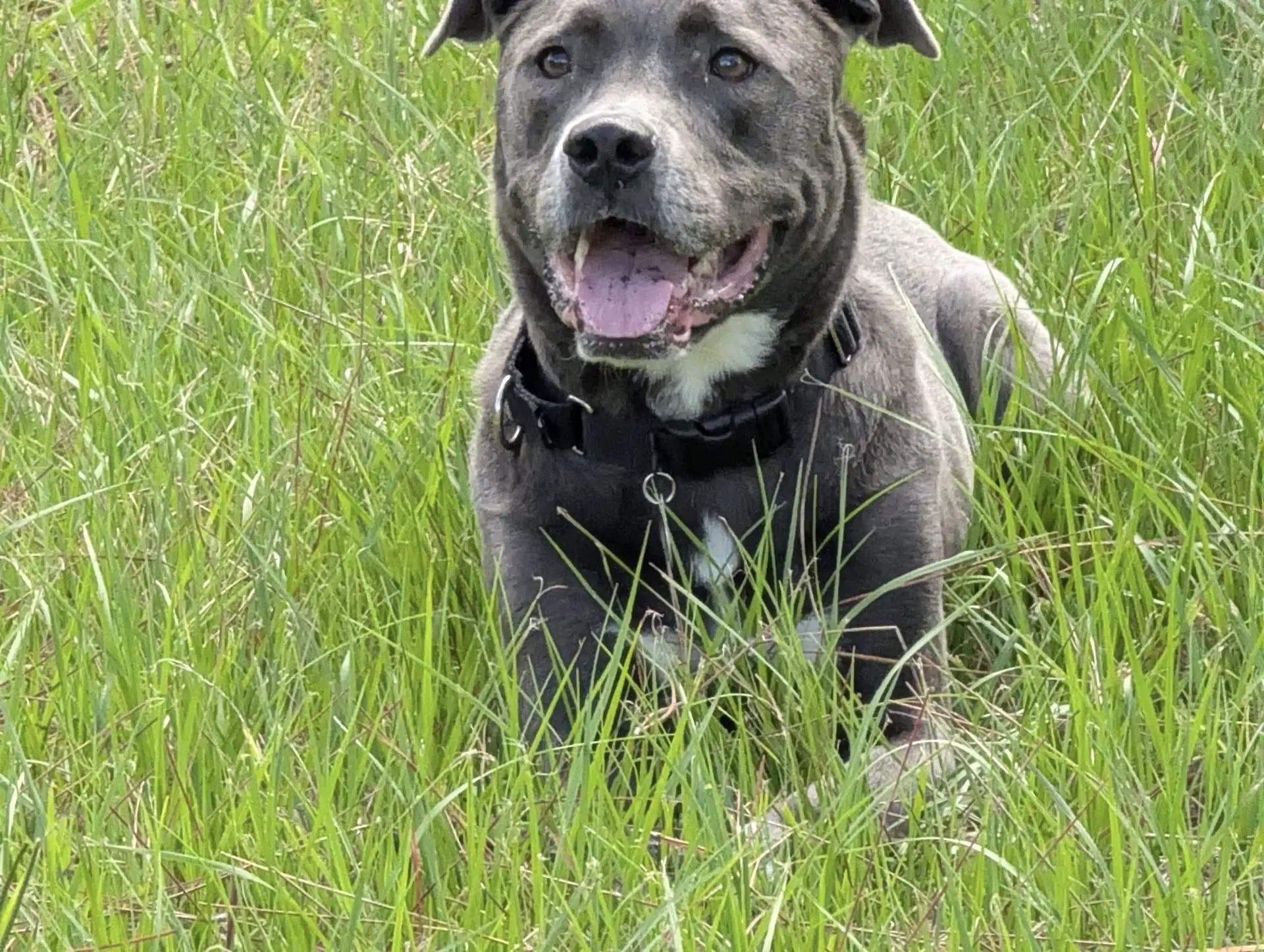 Landon - Terrier