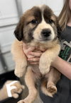 Tater