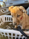 Muttley