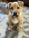 Muttley