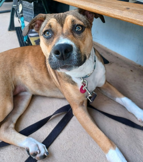 Chloe *, an adoptable Labrador Retriever in Royal Palm Beach, FL