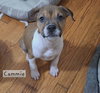 Cammie