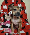 Cora