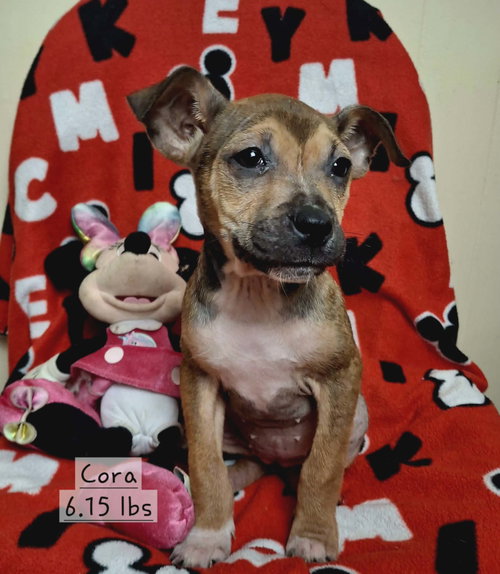 Cora * — thumbnail 7