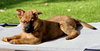 Remington