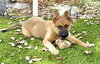 Remington *