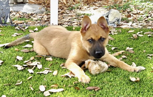 Remington *