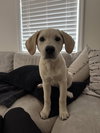 Ma’am