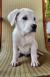 Maximus
