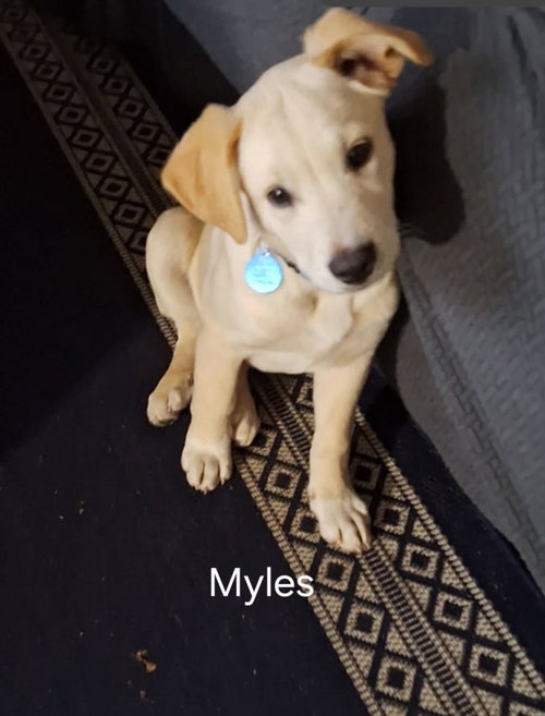 Myles *
