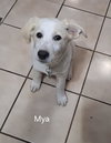 Mya *