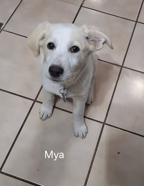 Mya *