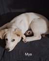 Mya *