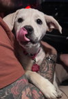 Milo