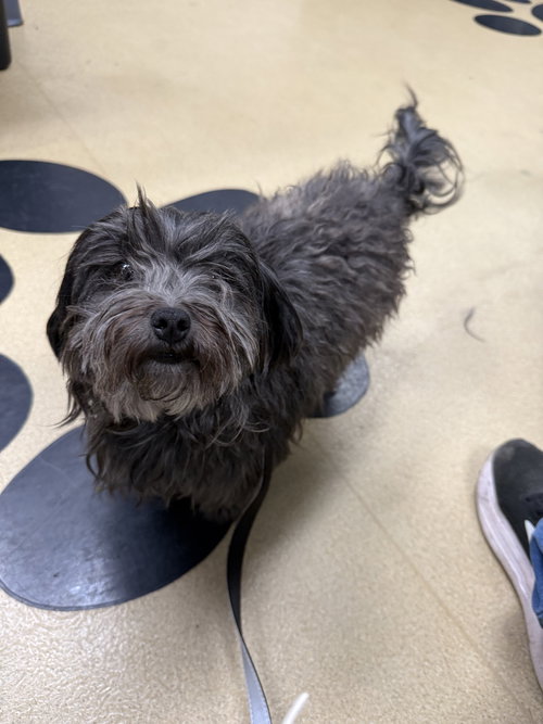 Truffle