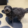Truffle