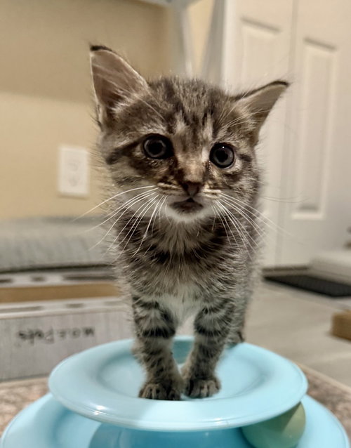 Aspen, Baby Domestic Short Hair, cat for adoption in Coconut Creek, Florida
