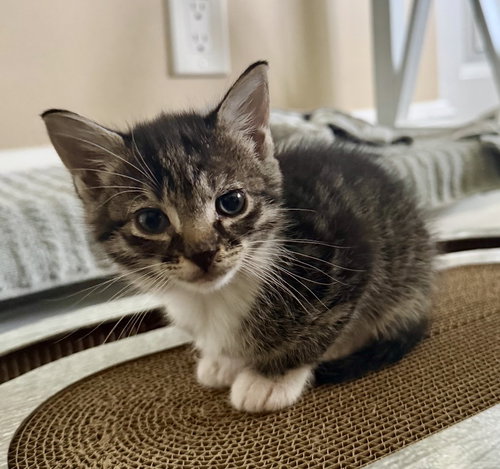 Ash, Baby Domestic Short Hair, cat for adoption in Coconut Creek, Florida
