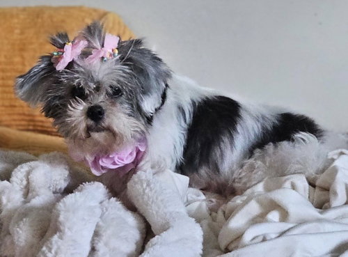 Clarissa, an adoptable Shih Tzu in Royal Palm Beach, FL