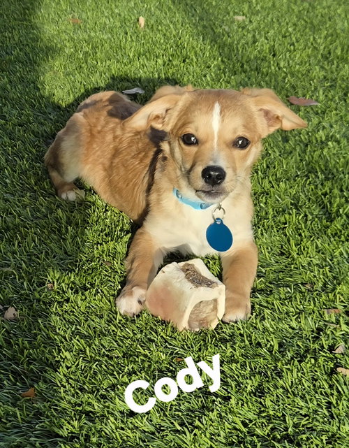 Cody *