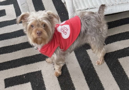 Abby Rose, an adoptable Yorkshire Terrier Yorkie in Royal Palm Beach, FL