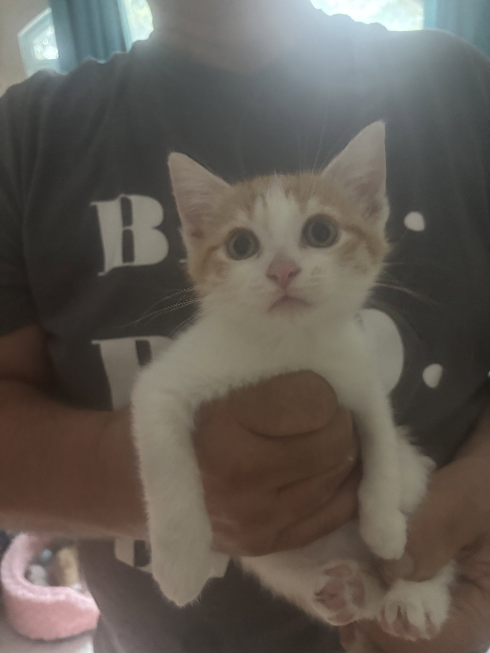 Creamsicle